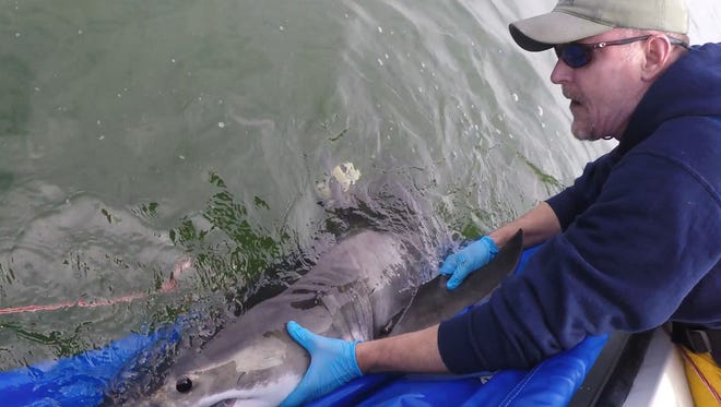 Chris Loeb of the California State University-Long Beach Shark Lab releases a juvenile white shark off the coast of Southern California