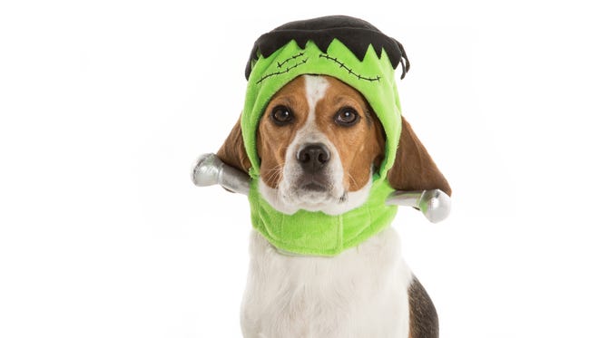 Don't want to commit to an entire costume? Try the Thrills and Chills Frankenstein Hat.