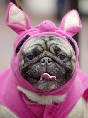 Sixteen percent of consumers will dress their pet this Halloween, the NRF reports.