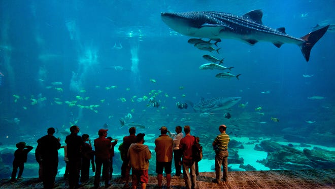 The Georgia Aquarium’s Ocean Voyager Exhibit features whale sharks, the largest fish on earth. Through the “Journey with the Gentle Giants” program, guests can dive or swim with them and the other sea life in the massive 6.3-million gallon tank.